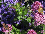 SX06520 Small Tortoiseshell (Aglais urticae) and Painted lady butterfly (Cynthia cardui) on pink flower Red Valerian (Centranthus ruber) .jpg